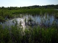 A small lake in an abandoned hollow. Royalty Free Stock Photo