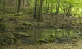 Small lake in dark pig forest