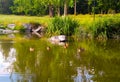 Small lake with ducks in the summer park Royalty Free Stock Photo