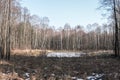 small lake in the forest Royalty Free Stock Photo