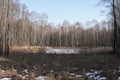 small lake in the forest Royalty Free Stock Photo