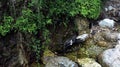 Small lake in the forest, tree roots, dark water, ferns, reeds, green trees, beautiful landscape. Serpis river