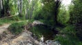 Small lake in the forest, tree roots, dark water, ferns and reeds, green trees, beautiful landscape. Serpis river, Spain Royalty Free Stock Photo