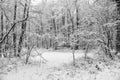 Small lake in a forrest covered with snow Royalty Free Stock Photo
