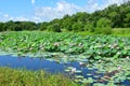 Small lake with Komarov Lotus, or nut-bearing Lotus Nelumbo komarovii, Nelumbo nucifera in the village of Novogordeevka. Anuchi