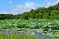 Small lake with Komarov Lotus, or nut-bearing Lotus Nelumbo komarovii, Nelumbo nucifera in the village of Novogordeevka. Anuchi