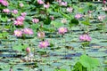 Small lake with Komarov Lotus, or nut-bearing Lotus Nelumbo komarovii, Nelumbo nucifera in the village of Novogordeevka. Anuchi