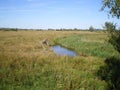 little lake in the meadow and reeds