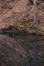 A small lake in the middle of the beech forest in the autumn season. Reflections in clear water at the end of the day Royalty Free Stock Photo