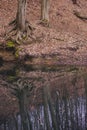 A small lake in the middle of the beech forest in the autumn season. Reflections in clear water at the end of the day Royalty Free Stock Photo