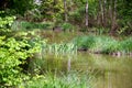 Small lake in the middle of the forest with a grass island and growing lilies in the water Royalty Free Stock Photo