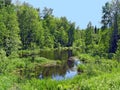 Small lake in wood Royalty Free Stock Photo