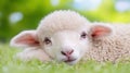 A small lamb laying down in the grass with its eyes closed, AI Royalty Free Stock Photo