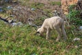 A small lamb in the process of eating grass got carried away and approaches cliff with garbage. Dangerous situations