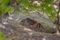 Small land crab Cardisoma carnifex stands near its sandy hole and looks warily. It is a species of terrestrial crab found in Royalty Free Stock Photo