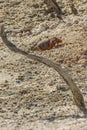 Small land crab Cardisoma carnifex stands near its sandy hole and looks warily. Its a species of terrestrial crab found in Royalty Free Stock Photo