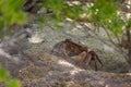 Small land crab Cardisoma carnifex stands near its sandy hole and looks warily. It is a species of terrestrial crab found in Royalty Free Stock Photo