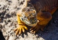 Small land iguana profile view sunbathing, South Plaza Royalty Free Stock Photo