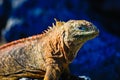 Small land iguana profile view sunbathing, South Plaza