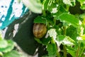 A small land snail slowly crawls and moves on the gray concrete above