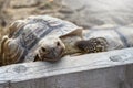 Small land turtle inside wooden fence at the backyard Royalty Free Stock Photo