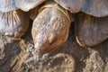 Small land turtle inside wooden fence at the backyard Royalty Free Stock Photo