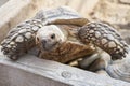 Small land turtle inside wooden fence at the backyard Royalty Free Stock Photo