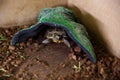 A small land turtle lives in a zoo, looks out of the house Royalty Free Stock Photo