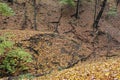 Small landslide and scarp in a forested, leaf covered point at the confluence of 2 small streams