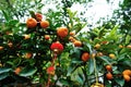 Small lantern hanging on kumquat trees