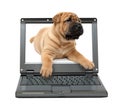 Small laptop with puppy dog