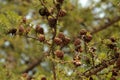 Small larch cones on a branch. Royalty Free Stock Photo