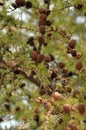 Small larch cones on a branch. Royalty Free Stock Photo