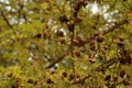 Small larch cones on a branch. Royalty Free Stock Photo