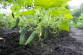 Small and large cucumbers growing in the garden on a special grid, flowering vegetables Royalty Free Stock Photo