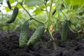 Small and large cucumbers growing in the garden on a special grid, flowering vegetables