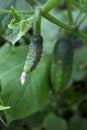 Small and large cucumbers growing in the garden on a special grid, flowering vegetables Royalty Free Stock Photo