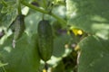 Small and large cucumbers growing in the garden on a special grid, flowering vegetables Royalty Free Stock Photo