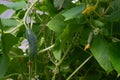 Small and large cucumbers hang on a vegetable bed in a greenhouse on a vegetable farm Royalty Free Stock Photo