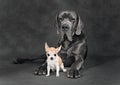 Small and large dogs portrait