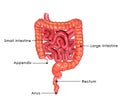 Small and large intestine