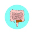 Small and large intestines. Constipation concept.