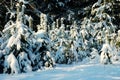 Small and large spruce trees under layer of snow Royalty Free Stock Photo