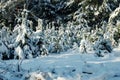 Small and large spruce trees under layer of snow Royalty Free Stock Photo