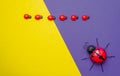 Small and large toy ladybirds on a yellow and purple background ,copy space .concept of spring summer