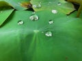 Clear water droplets scattered on the lotus leaf.