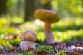 Small and large white mushrooms Royalty Free Stock Photo