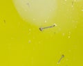 Small larvae on the yellow water. macro Royalty Free Stock Photo