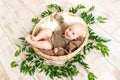 A small laughing child a boy lies in a basket among leaves and looks at the camera