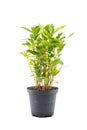 Small laurel tree in flower pot Royalty Free Stock Photo